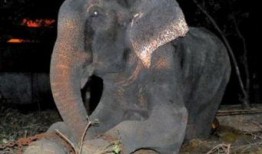 《大象》在线观看,揭秘动物王国中的智慧与情感